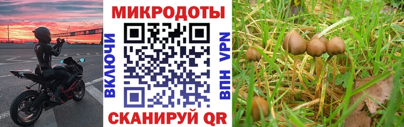 где можно купить наркотик  Фёдоровский  Псилоцибиновые грибы Psilocybe 